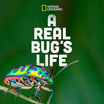 Watch A Real Bug's Life