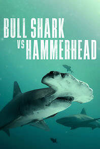 Watch Bull Shark vs Hammerhead